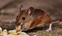 24 Hour & Emergency Exterminators in East Lyme, CT
